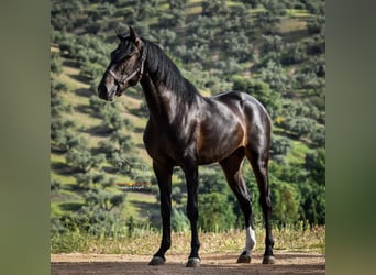 Koń andaluzyjski, Ogier, 3 lat, 162 cm, Skarogniada