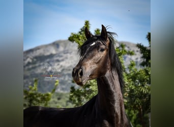Koń andaluzyjski, Ogier, 3 lat, 162 cm, Skarogniada