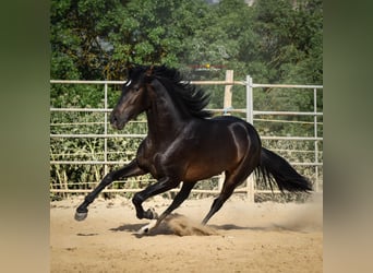 Koń andaluzyjski, Ogier, 3 lat, 162 cm, Skarogniada