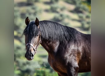 Koń andaluzyjski, Ogier, 3 lat, 162 cm, Skarogniada