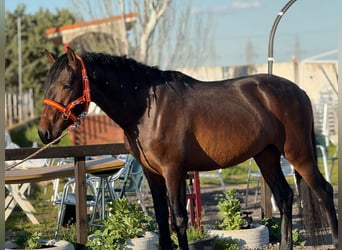 Koń andaluzyjski, Ogier, 3 lat, 164 cm, Ciemnogniada