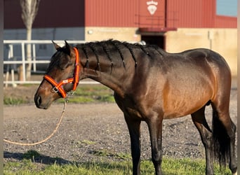 Koń andaluzyjski, Ogier, 3 lat, 164 cm, Ciemnogniada