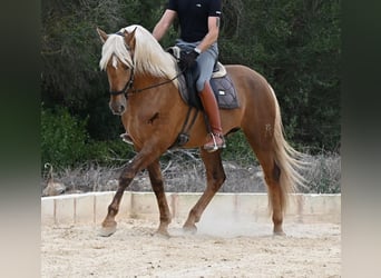 Koń andaluzyjski, Ogier, 3 lat, 164 cm, Izabelowata