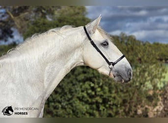 Koń andaluzyjski, Ogier, 3 lat, 164 cm, Siwa