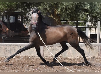 Koń andaluzyjski, Ogier, 3 lat, 165 cm, Kasztanowatodereszowata