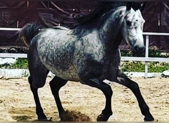 Koń andaluzyjski, Ogier, 3 lat, 165 cm, Siwa jabłkowita