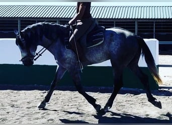 Koń andaluzyjski, Ogier, 3 lat, 165 cm, Siwa jabłkowita