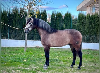 Koń andaluzyjski, Ogier, 3 lat, 165 cm, Siwa