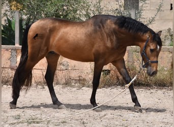 Koń andaluzyjski, Ogier, 3 lat, 166 cm, Bułana