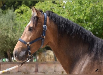 Koń andaluzyjski, Ogier, 3 lat, 166 cm, Bułana
