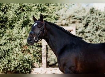 Koń andaluzyjski, Ogier, 3 lat, 166 cm, Ciemnogniada Koń andaluzyjski, Ogier, 3 lat, 166 cm, Ciemnogniada