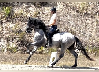 Koń andaluzyjski, Ogier, 3 lat, 166 cm, Dunalino