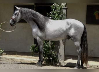 Koń andaluzyjski, Ogier, 3 lat, 166 cm, Dunalino