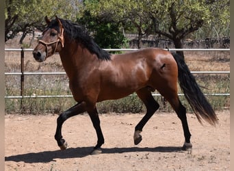 Koń andaluzyjski, Ogier, 3 lat, 166 cm, Gniada