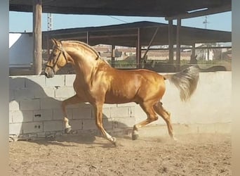 Koń andaluzyjski, Ogier, 3 lat, 166 cm, Izabelowata