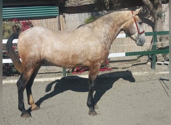 Koń andaluzyjski, Ogier, 3 lat, 166 cm, Siwa