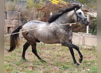 Koń andaluzyjski, Ogier, 3 lat, 167 cm, Bułana