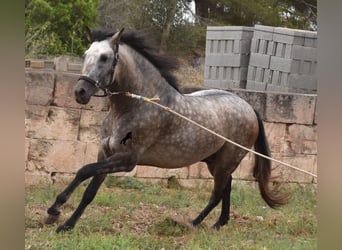 Koń andaluzyjski, Ogier, 3 lat, 167 cm, Bułana