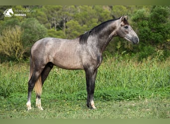 Koń andaluzyjski, Ogier, 3 lat, 167 cm, Siwa