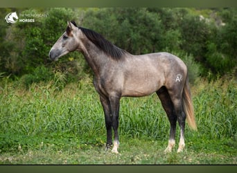 Koń andaluzyjski, Ogier, 3 lat, 167 cm, Siwa