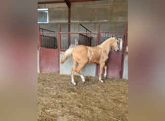 Koń andaluzyjski, Ogier, 3 lat, Izabelowata