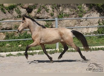 Koń andaluzyjski, Ogier, 3 lat, Jelenia