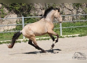 Koń andaluzyjski, Ogier, 3 lat, Jelenia