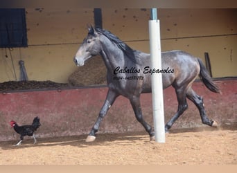 Koń andaluzyjski, Ogier, 3 lat, Karosiwa