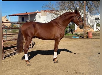 Koń andaluzyjski, Ogier, 3 lat, Kasztanowata