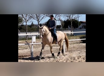 Koń andaluzyjski, Ogier, 3 lat, Perlino