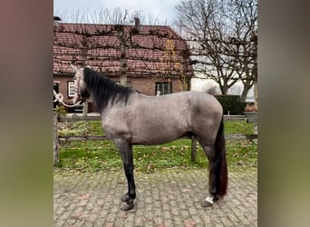 Koń andaluzyjski, Ogier, 4 lat, 148 cm, Siwa