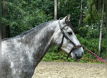 Koń andaluzyjski, Ogier, 4 lat, 154 cm, Siwa jabłkowita