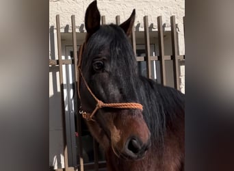 Koń andaluzyjski, Ogier, 4 lat, 155 cm, Ciemnogniada