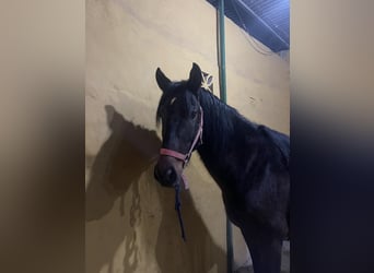 Koń andaluzyjski, Ogier, 4 lat, 155 cm, Ciemnogniada