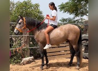 Koń andaluzyjski Mix, Ogier, 4 lat, 155 cm, Formy Brown Falb