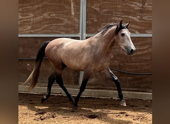 Koń andaluzyjski Mix, Ogier, 4 lat, 155 cm, Formy Brown Falb