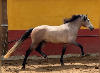 Koń andaluzyjski Mix, Ogier, 4 lat, 155 cm, Formy Brown Falb