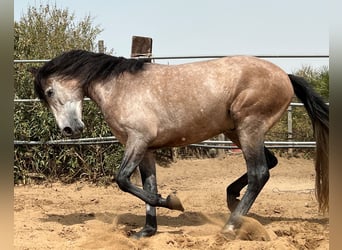 Koń andaluzyjski Mix, Ogier, 4 lat, 155 cm, Formy Brown Falb