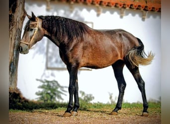 Koń andaluzyjski, Ogier, 4 lat, 155 cm, Formy Brown Falb