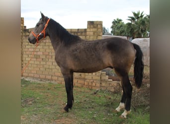 Koń andaluzyjski, Ogier, 4 lat, 155 cm, Jelenia