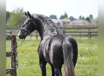 Koń andaluzyjski, Ogier, 4 lat, 155 cm, Siwa