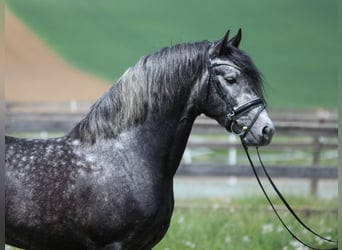 Koń andaluzyjski, Ogier, 4 lat, 155 cm, Siwa