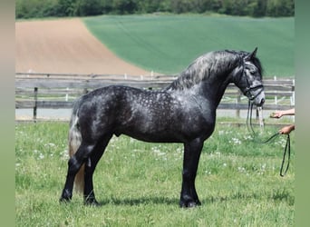 Koń andaluzyjski, Ogier, 4 lat, 155 cm, Siwa