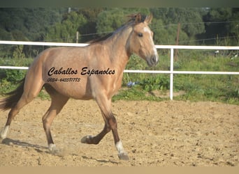 Koń andaluzyjski, Ogier, 4 lat, 156 cm, Bułana