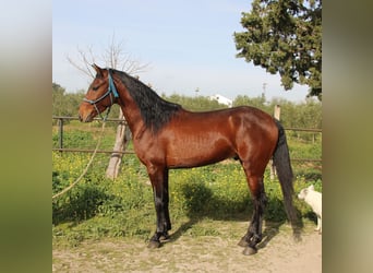 Koń andaluzyjski, Ogier, 4 lat, 156 cm, Gniada