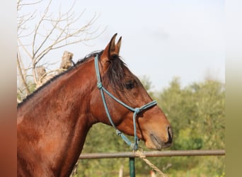 Koń andaluzyjski, Ogier, 4 lat, 156 cm, Gniada