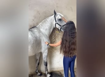 Koń andaluzyjski, Ogier, 4 lat, 156 cm, Siwa jabłkowita