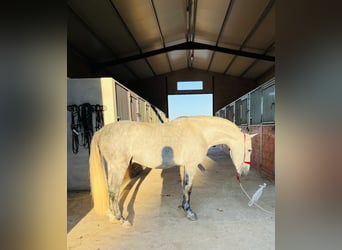 Koń andaluzyjski, Ogier, 4 lat, 156 cm, Siwa jabłkowita
