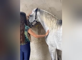 Koń andaluzyjski, Ogier, 4 lat, 156 cm, Siwa jabłkowita