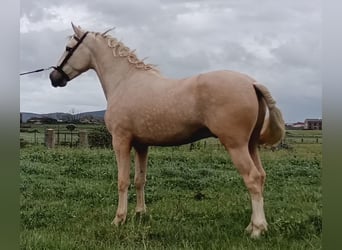 Koń andaluzyjski, Ogier, 4 lat, 157 cm, Izabelowata
